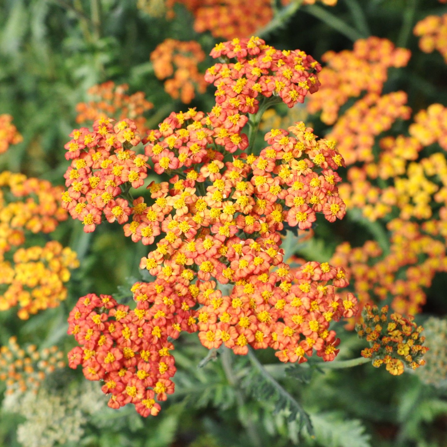 Achillea umbellata 'Walther Funcke'